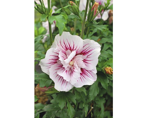 Garteneibisch FloraSelf Hibiscus syriacus 'Starburst Chiffon' H 50-60 cm Co 4,5 L halbgefüllte Blüten