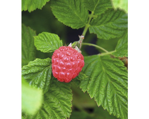 Framboisier BrazelBerry ® 'Raspberry Shortcake' ® h 25-30 cm Co 4,5 sans épines et sans rhizomes