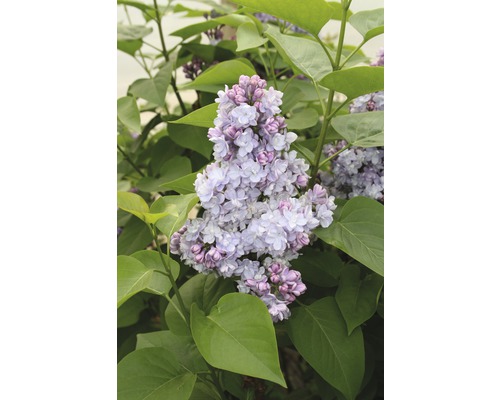 Lilas commun FloraSelf Syringa vulgaris 'Belle de Nancy' H 40-60 cm Co 3 l