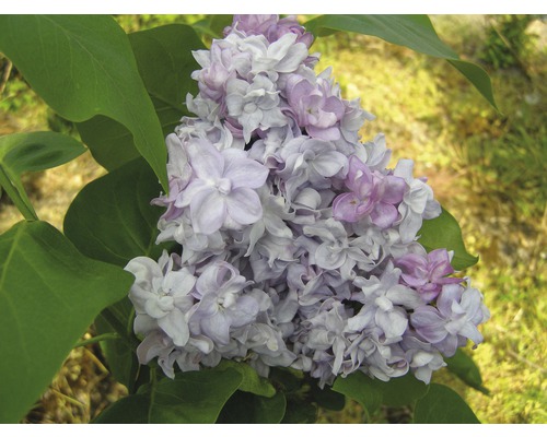 Lilas commun FloraSelf Syringa vulgaris 'Katherine Havemeyer' H 40-60 cm Co 3 l-0