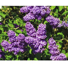 Gros plan sur des fleurs de lilas