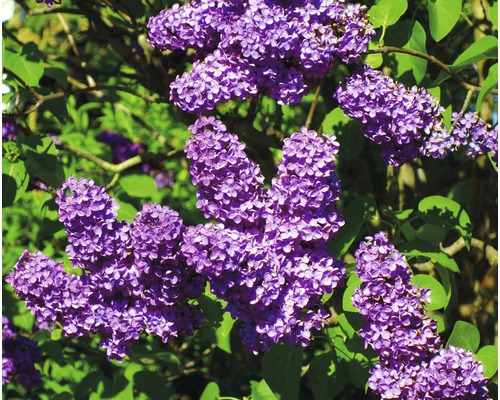 Lilas commun FloraSelf Syringa vulgaris 'Lavender Lady' h 40-60 cm Co 3 l, fleurs odorantes Lilas commun FloraSelf Syringa vulgaris 'Lavender Lady' h 40-60 cm Co 3 l, fleurs odorantes