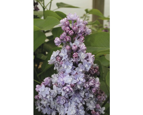 Lilas commun FloraSelf Syringa vulgaris 'Michel Buchner' H 40-60 cm Co 3 l