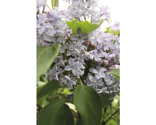 Lilas commun FloraSelf Syringa vulgaris 'Président Grévy' H 40-60 cm Co 3 l-0