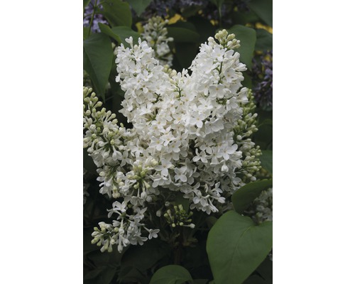 Lilas commun FloraSelf Syringa vulgaris 'Mme Florent Stepman' H 40-60 cm Co 3 l