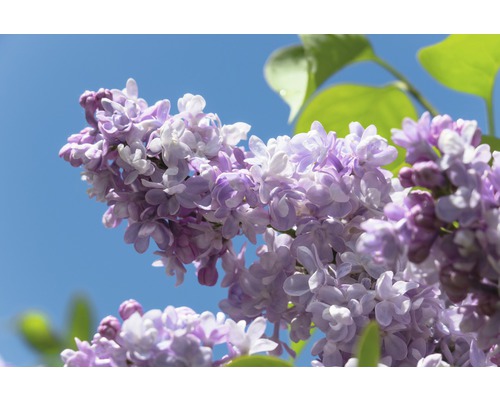 Lilas commun FloraSelf Syringa vulgaris 'Beauty of Moscow' H 40-60 cm Co 3 l-0