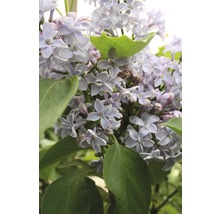 Gros plan de fleurs de lilas avec des feuilles