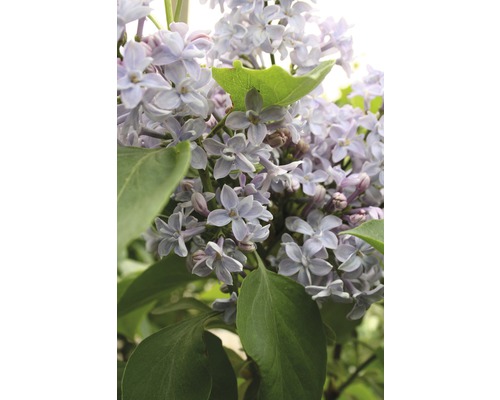 Lilas commun FloraSelf Syringa vulgaris 'Président Grévy' H 60-80 cm Co 10 l