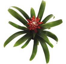 Bromélia avec fleur rouge et feuilles vertes