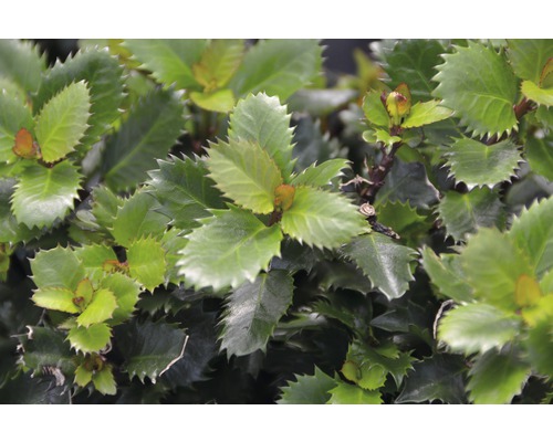 Stechpalme Kugel FloraSelf Ilex meserveae "Little Pirate"® H 25-30 cm Co 4,5 L Nahaufnahme einer Stechpalme mit gezackten Blättern.