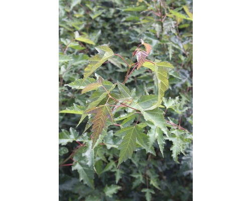 Feuer-Ahorn FloraSelf Acer ginnala H 100-150 cm Co 10 L