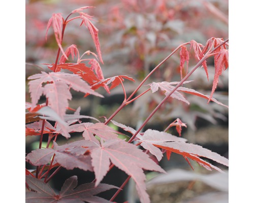 Érable rouge palmé FloraSelf Acer palmatum 'Atropurpureum' H 80-100 cm Co 10 L