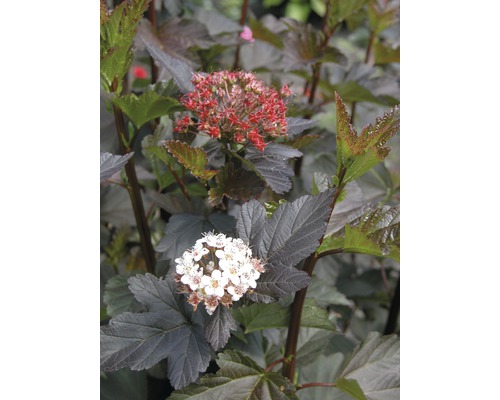 Physocarpe FloraSelf Physocarpus opulifolius 'Diabolo'® H 80-100 cm Co 10 L