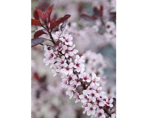 Zwerg-Blut-Pflaume FloraSelf Prunus cistena Halbstamm 40 cm H 60-100 cm Co 6 L Blühender Zierbaumzweig mit Blättern