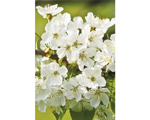 Cerisier du Japon FloraSelf Prunus incisa 'Kojou-no-mai' demi-tige 40 cm H 60-80 cm Co 6 L