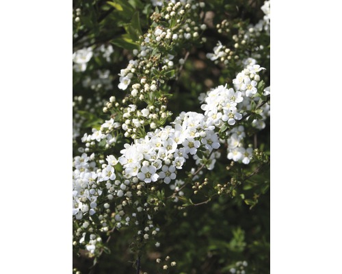 Spirée blanche FloraSelf Spiraea cinerea 'Grefsheim' H 80-100 cm Co 10 L
