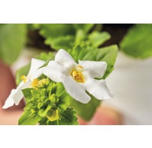 Nahaufnahme einer Zwillingsblume mit weißen Blütenblättern