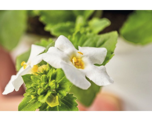 Gros plan d''une fleur jumelle avec des pétales blancs