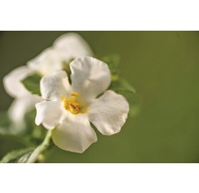Nahaufnahme einer Nemesie-Blume mit gelber Mitte.