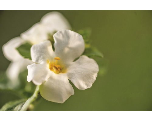Gros plan d''une fleur de némésie avec un centre jaune.