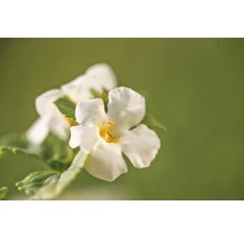 Nahaufnahme einer Nemesie-Blume