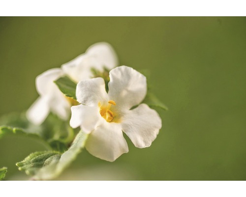 Gros plan sur une fleur de némésie