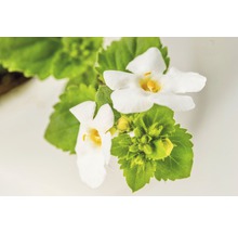 Nahaufnahme von Bachblüten mit weißen Blütenblättern und grünen Blättern