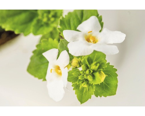 Gros plan de fleurs de Bach avec des pétales blancs et des feuilles vertes