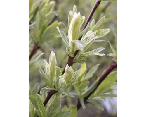Osier éclaboussé de blanc FloraSelf Salix integra 'Hakuro Nishiki' H 80-100 cm Co 15 L