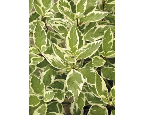 Weißbunter Hartriegel FloraSelf Cornus alba 'Ivory Halo'® H 100-125 cm Co 15 L Hartriegel mit grün-weißen Blättern