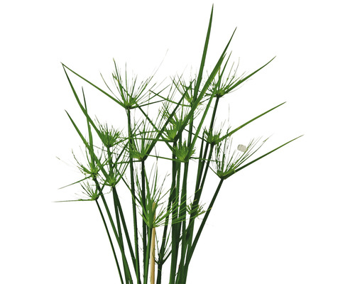 Cyperus pour bassin de jardin