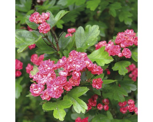 Aubépine épineuse FloraSelf Crataegus laevigata 'Paul's Scarlet' H 150-175 cm Co 18 L