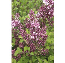 Zwergduftflieder FloraSelf Syringa meyeri "Palibin" H 80-100 cm Co 15 L