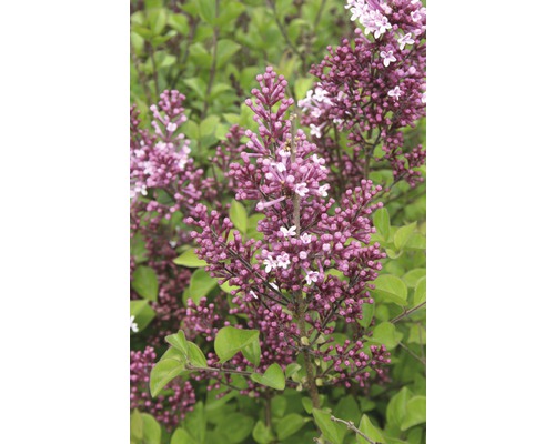 Lilas de Chine nain parfumé FloraSelf Syringa meyeri 'Palibin' H 80-100 cm Co 15 L Gros plan sur un lilas nain avec des fleurs violettes et des feuilles vertes.