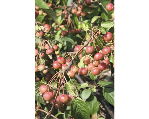 Pommier japonais FloraSelf Malus 'Red Sentinel' demi-tige 40 cm H 100-125 cm Co 6 L Pommier d''ornement avec fruits mûrs et feuilles vertes