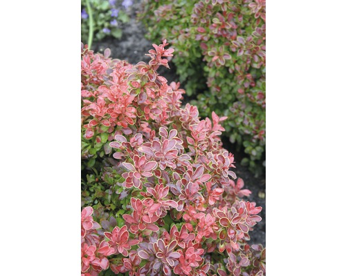 Berbéris nain FloraSelf Berberis thunbergii 'Admiration'® H 40-50 cm Co 15 L