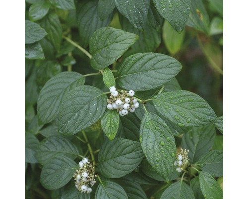 Cornouiller à bois jaune FloraSelf Cornus stolonifera 'Flaviramea' H 80-100 cm Co 10 L