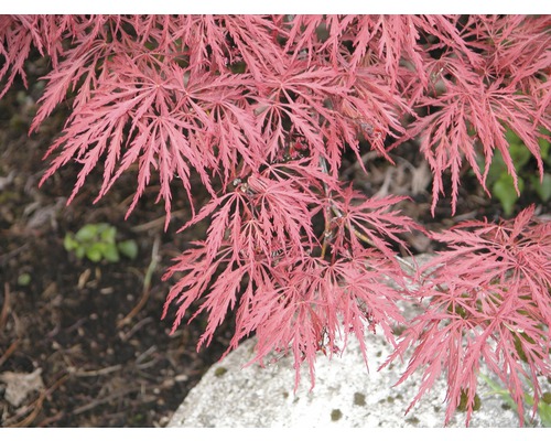 Érable rouge FloraSelf Acer palmatum 'Dissectum Garnet' H 80-100 cm Co 10 L