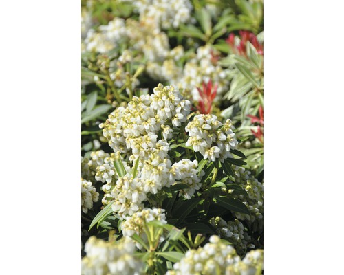 Schattenglöckchen FloraSelf Pieris japonica 'Debutante' H 50-60 cm Co 15 L