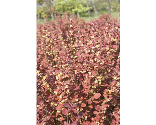 Épine-vinette FloraSelf Berberis thunbergii 'Orange Rocket'® H 50-60 cm Co 18 L