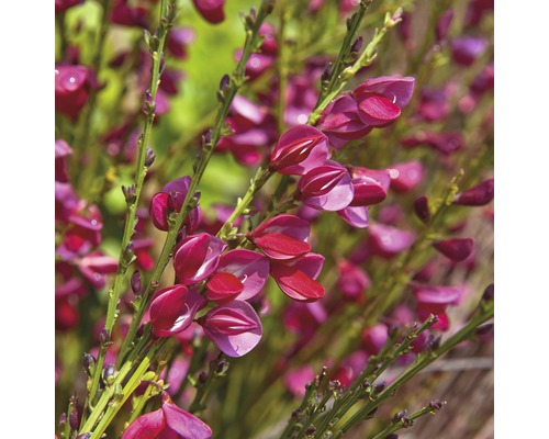 Genêt rouge carmin FloraSelf Cytisus scoparius 'Boskoop Ruby' h 100-125 cm Co 15 l Fleurs de genêt