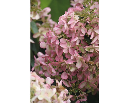 Rispen-Hortensie FloraSelf Hydrangea paniculata 'Wim´s Red'® H 100-125 cm Co 18 L Nahaufnahme einer Hortensienblüte