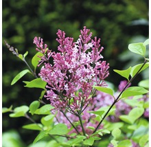 Zwerg-Duftflieder FloraSelf Syringa 'Tinkerbelle'® H 80-100 cm Co 18 L
