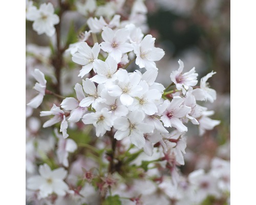 Zwergzierkirsche FloraSelf Prunus kurilensis 'Brillant' H 125-150 cm Co 15 L