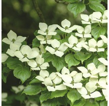 Blühender Blumenhartriegel im Detail