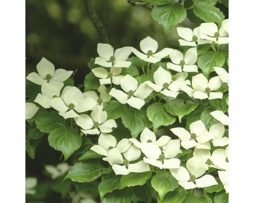 Cornus kousa FloraSelf Cornus kousa 'China Girl' H 100-125 cm Co 18 L