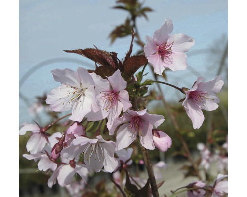 Cerisier à fleurs FloraSelf Prunus kurilensis 'Ruby' H 125-150 cm Co 15 L