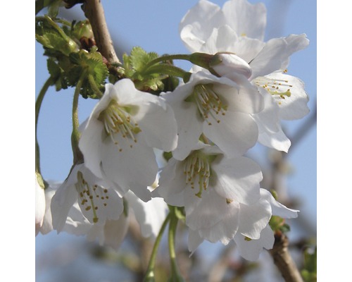 Cerisier à fleurs du Japon FloraSelf Prunus incisa 'Kojou-no-mai' H 50-60 cm Co 10 L