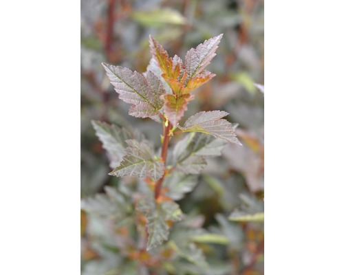 Physocarpe FloraSelf Physocarpus opulifolius 'Little Devil' H 80-100 cm Co 10 L Gros plan d''une spirée à feuilles de physocarpe avec des feuilles