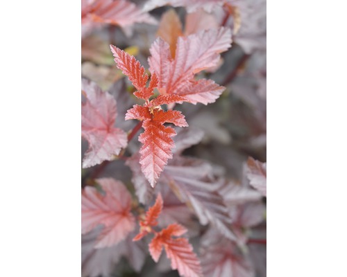 Physocarpe FloraSelf Physocarpus opulifolius 'Lady in Red' H 80-100 cm Co 10 L Feuilles d''une spirée bulle